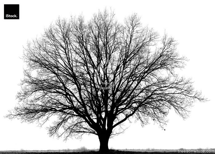 Detail Tree Black And White Nomer 29