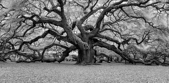 Detail Tree Black And White Nomer 9