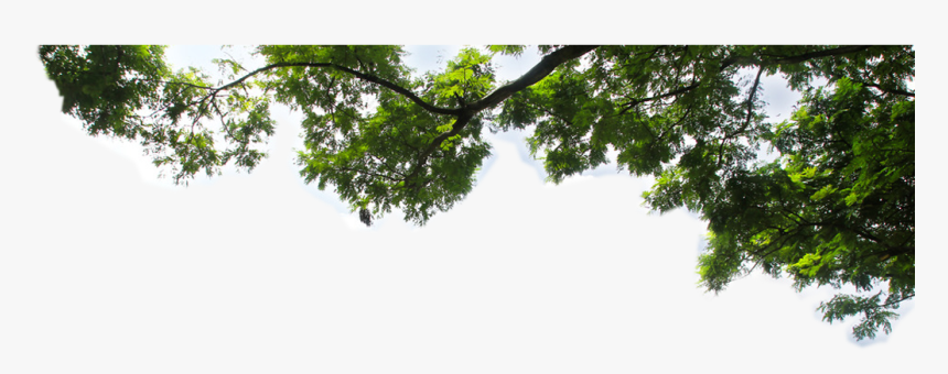Tree Branch Png - KibrisPDR
