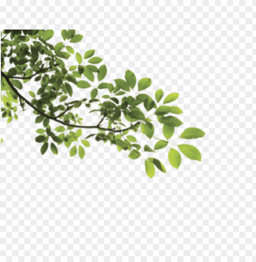 Detail Tree Branch Png Nomer 2