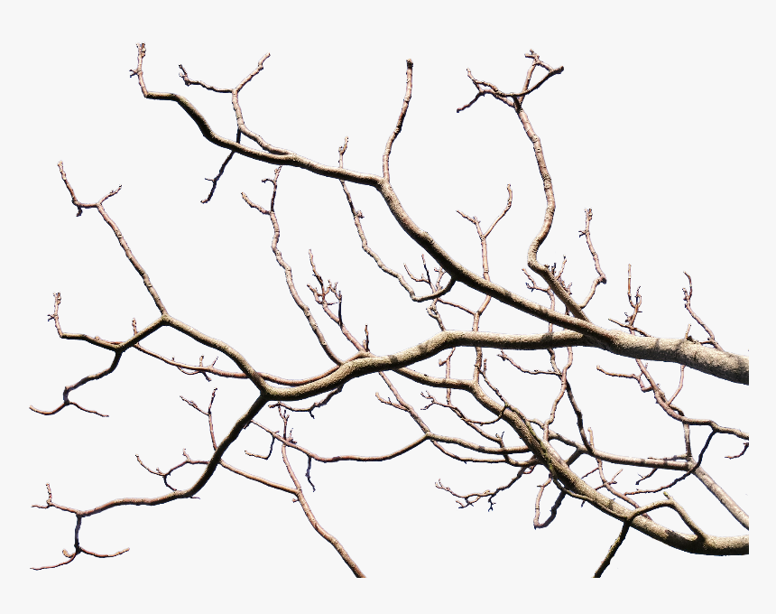 Detail Tree Branch Png Nomer 11
