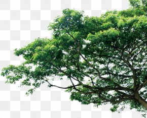Detail Tree Branch Png Nomer 13