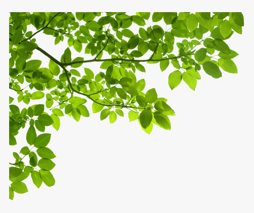 Detail Tree Branch Png Nomer 15