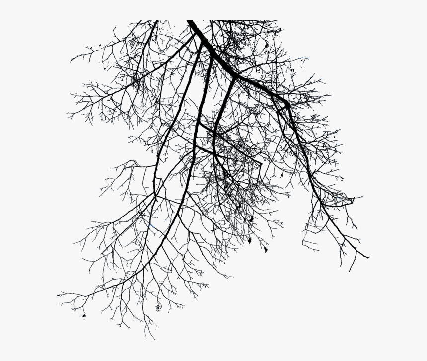 Detail Tree Branch Png Nomer 16