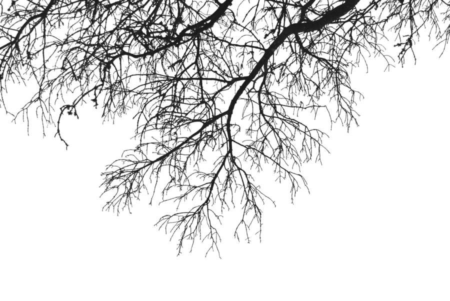 Detail Tree Branch Png Nomer 17