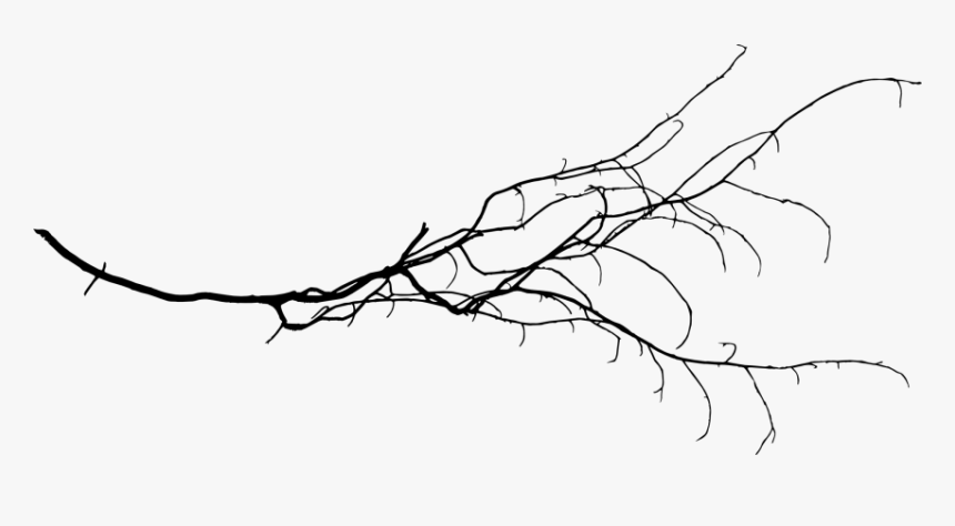 Detail Tree Branch Png Nomer 18