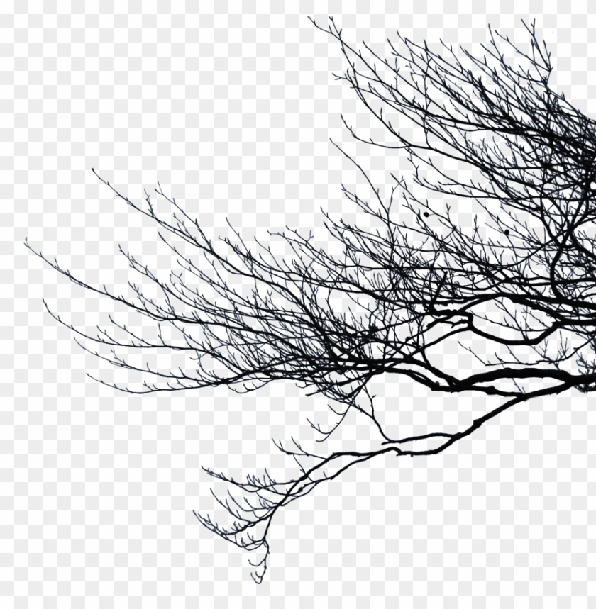 Detail Tree Branch Png Nomer 19