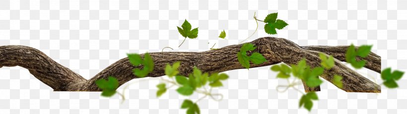 Detail Tree Branch Png Nomer 20