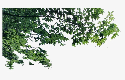 Detail Tree Branch Png Nomer 22