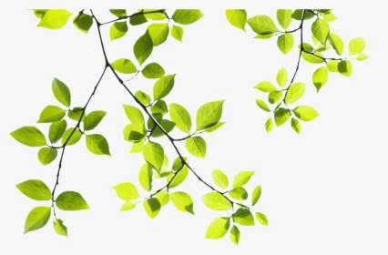 Detail Tree Branch Png Nomer 23