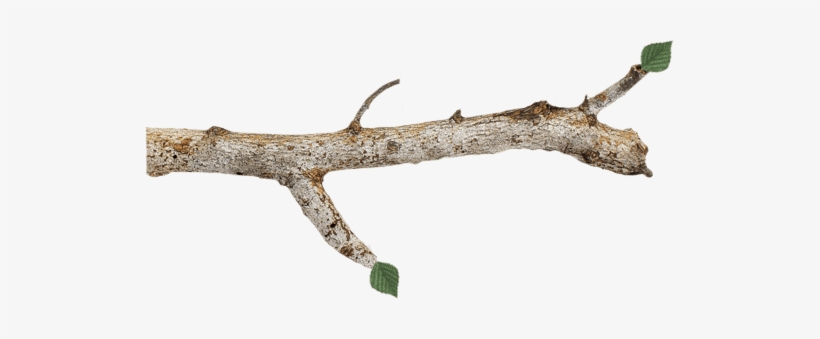 Detail Tree Branch Png Nomer 25