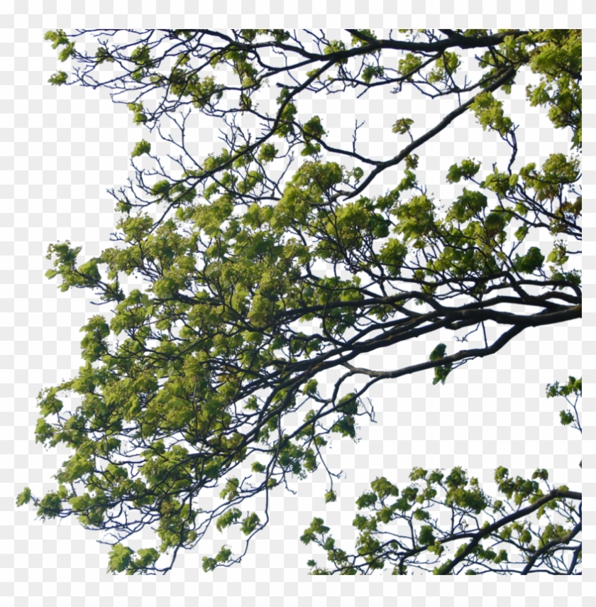 Detail Tree Branch Png Nomer 4