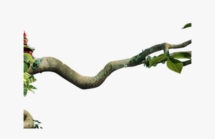 Detail Tree Branch Png Nomer 27