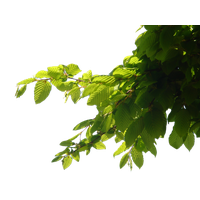 Detail Tree Branch Png Nomer 28