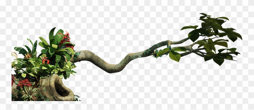 Detail Tree Branch Png Nomer 29