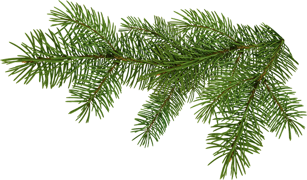 Detail Tree Branch Png Nomer 30