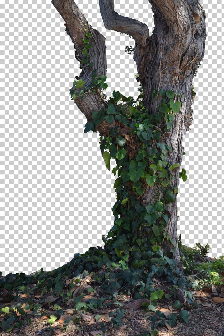 Detail Tree Branch Png Nomer 31