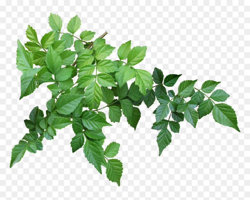 Detail Tree Branch Png Nomer 33