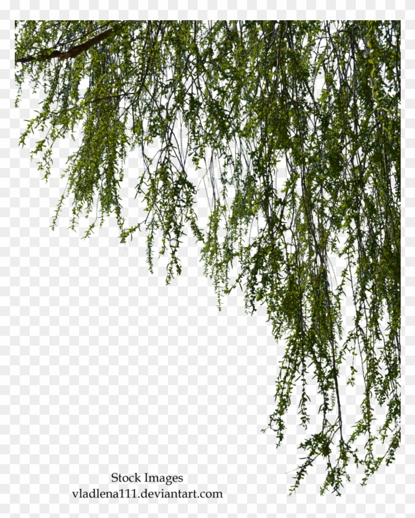 Detail Tree Branch Png Nomer 34
