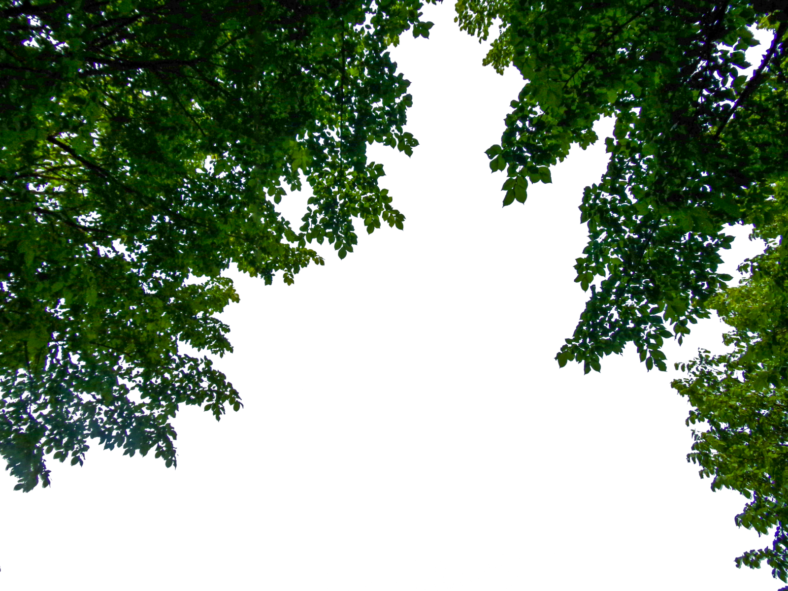 Detail Tree Branch Png Nomer 39