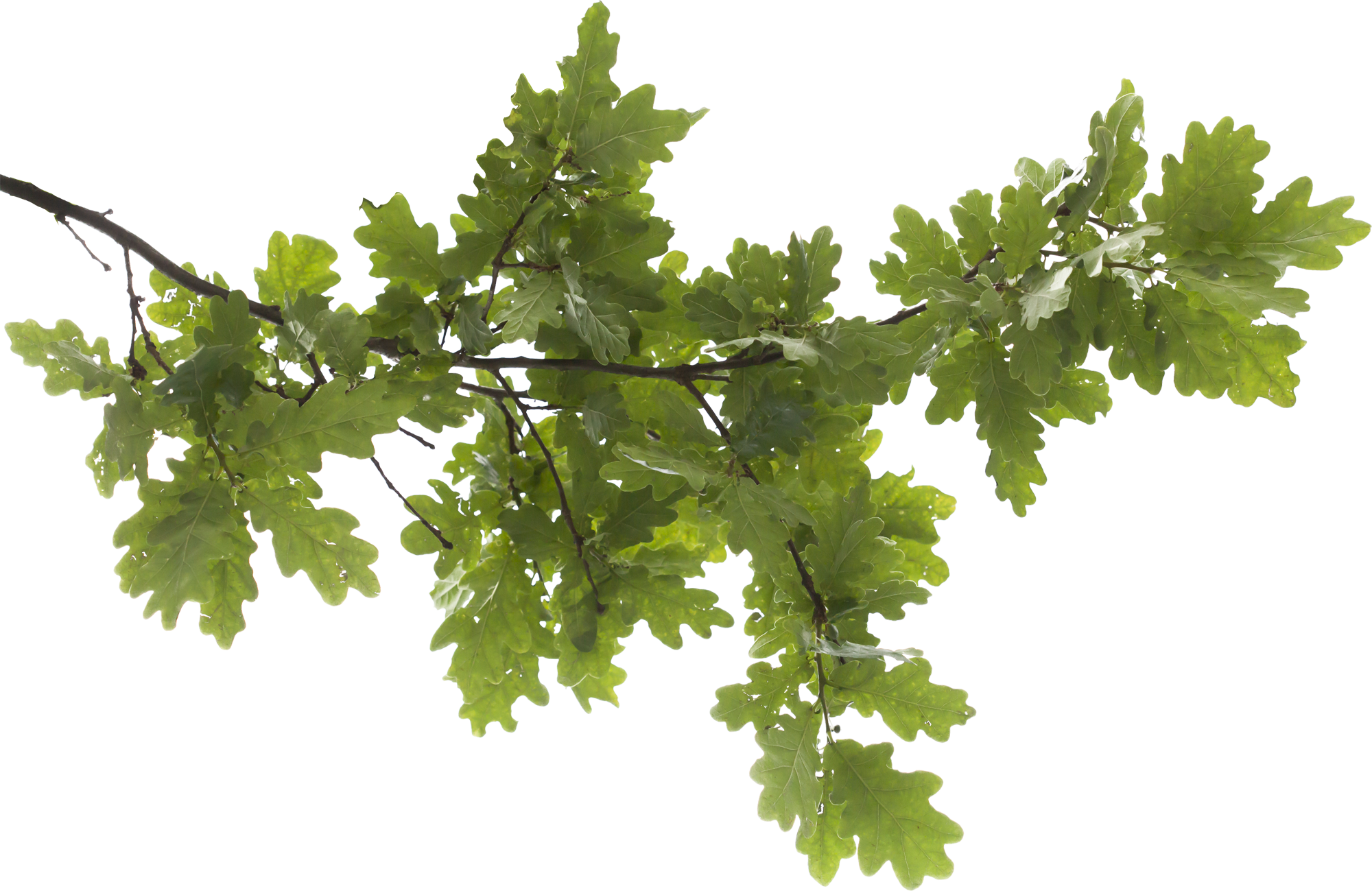 Detail Tree Branch Png Nomer 44