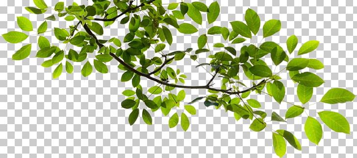 Detail Tree Branch Png Nomer 5