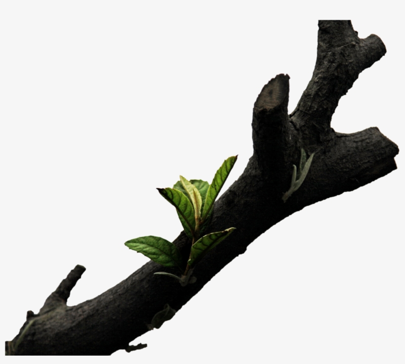 Detail Tree Branch Png Nomer 47