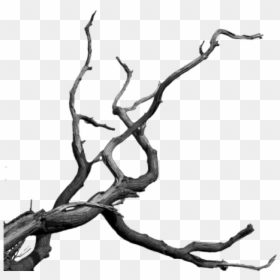 Detail Tree Branch Png Nomer 6