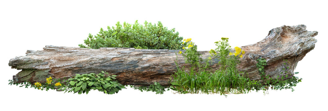 Detail Tree Bush Png Nomer 10