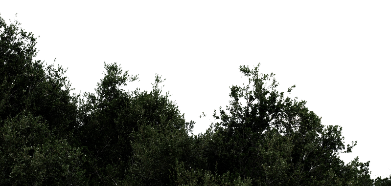Detail Tree Bush Png Nomer 12