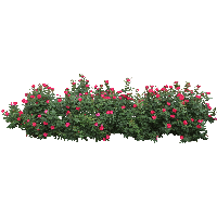 Detail Tree Bush Png Nomer 13