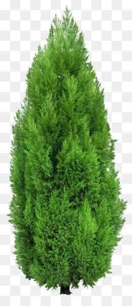Detail Tree Bush Png Nomer 14