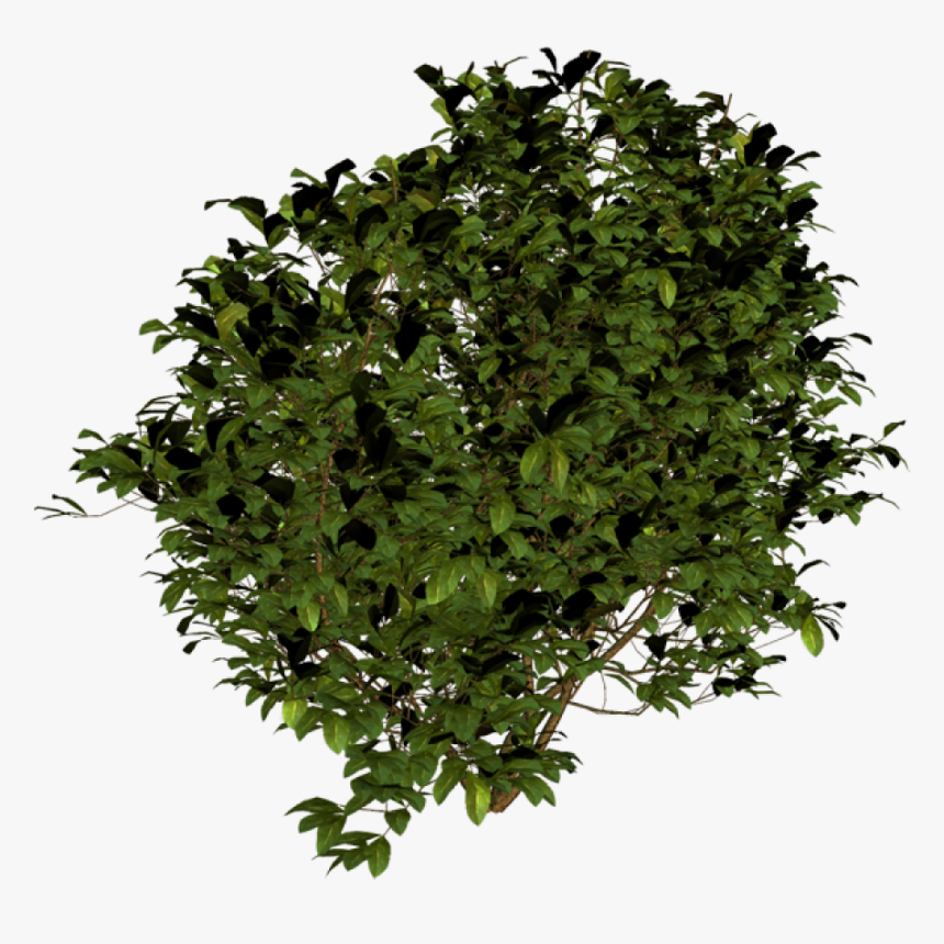 Detail Tree Bush Png Nomer 15