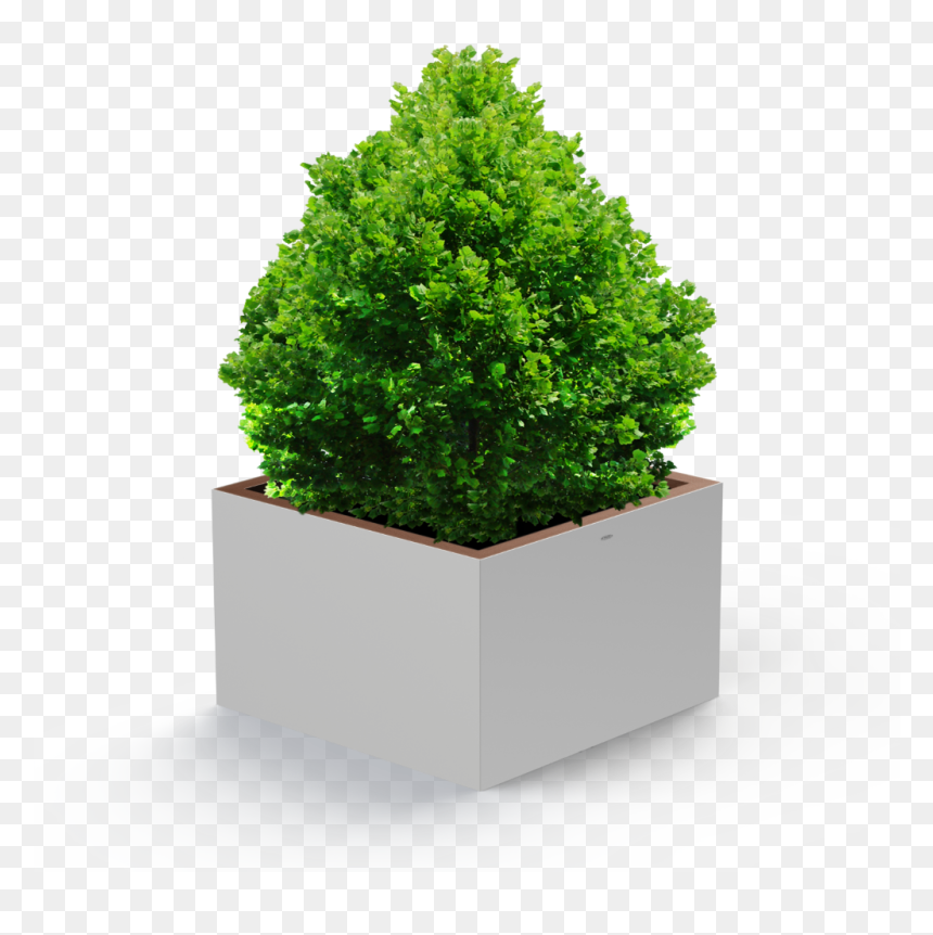 Detail Tree Bush Png Nomer 17