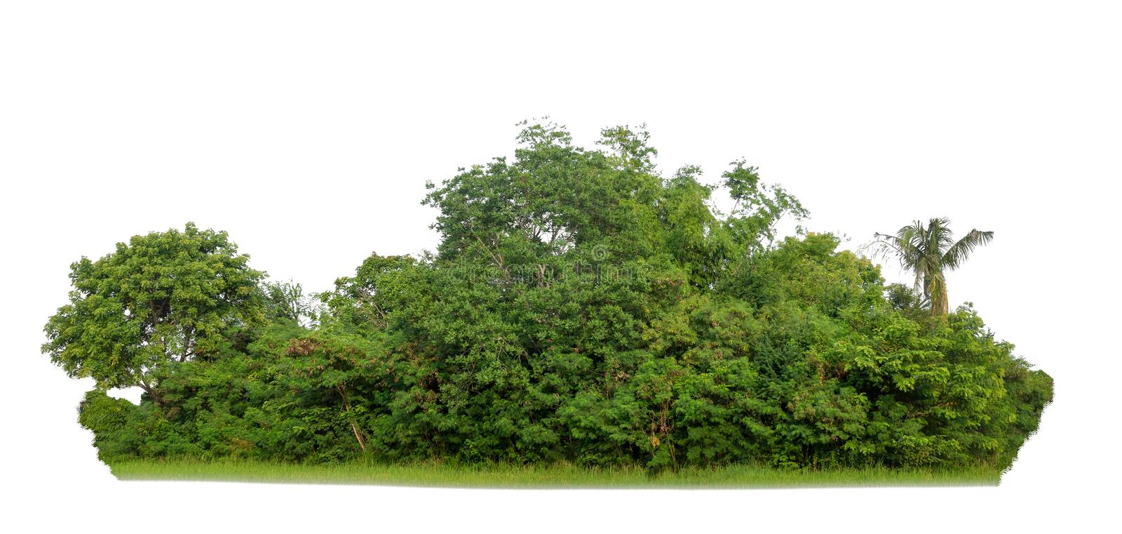Detail Tree Bush Png Nomer 18