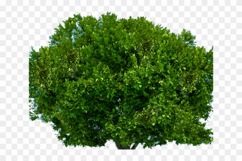 Detail Tree Bush Png Nomer 19