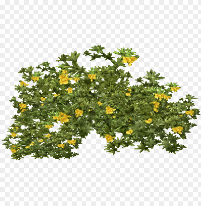 Detail Tree Bush Png Nomer 20