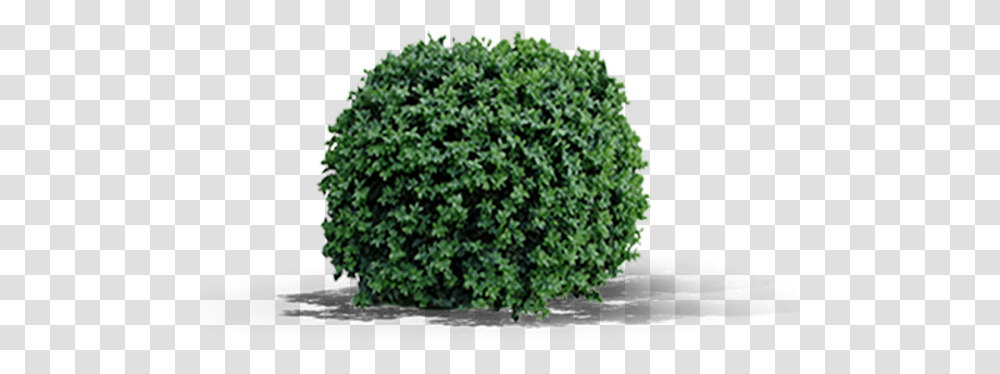 Detail Tree Bush Png Nomer 21