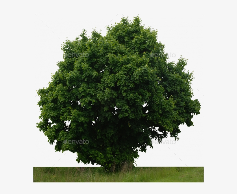 Detail Tree Bush Png Nomer 22