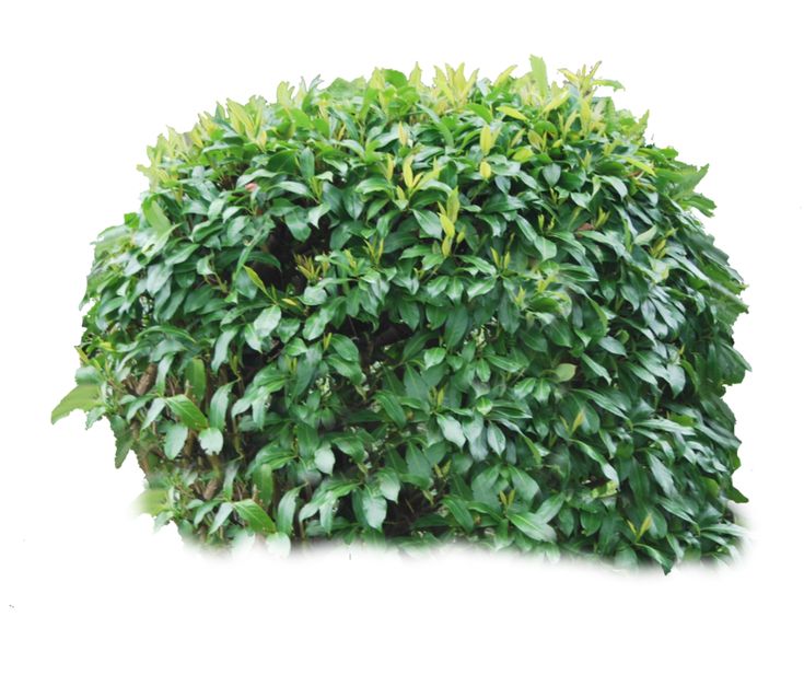 Detail Tree Bush Png Nomer 23