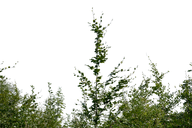 Detail Tree Bush Png Nomer 24