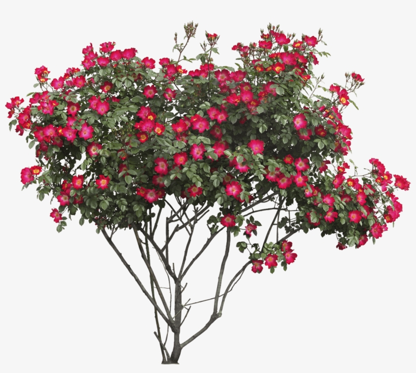 Detail Tree Bush Png Nomer 25