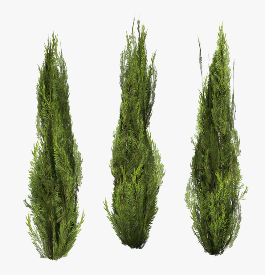 Detail Tree Bush Png Nomer 26