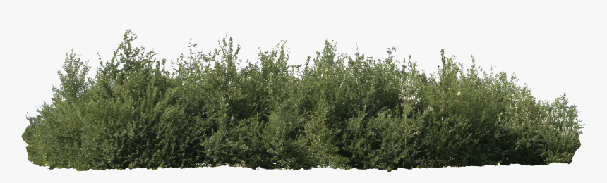 Detail Tree Bush Png Nomer 28