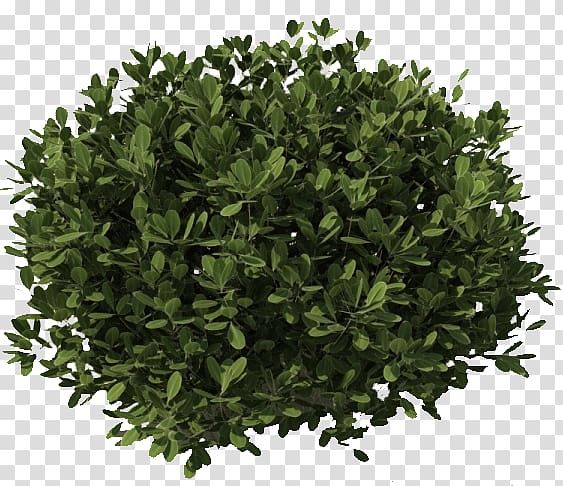 Detail Tree Bush Png Nomer 29