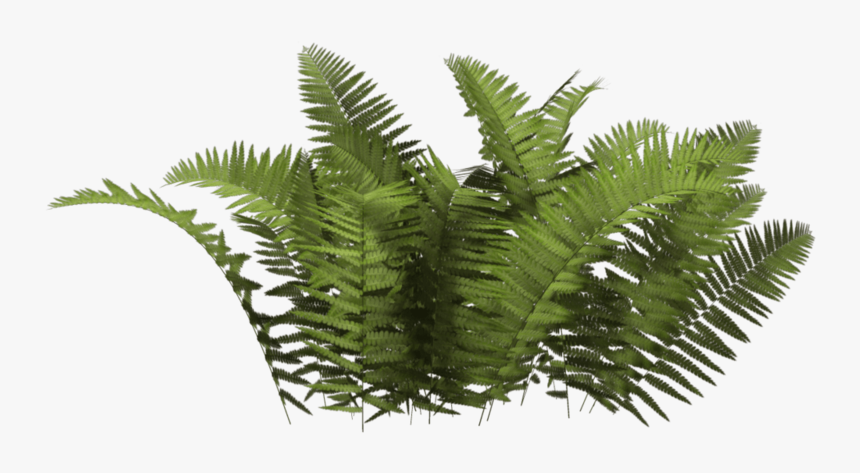 Detail Tree Bush Png Nomer 30