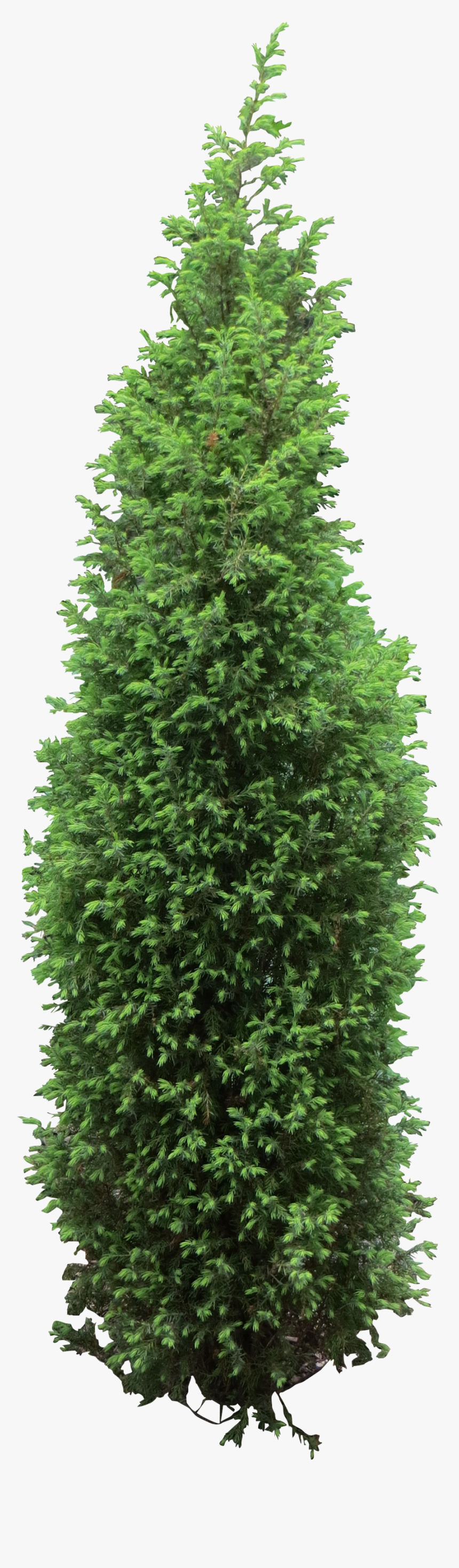 Detail Tree Bush Png Nomer 31