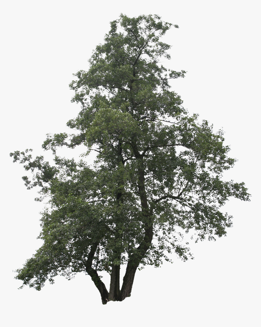 Detail Tree Bush Png Nomer 32