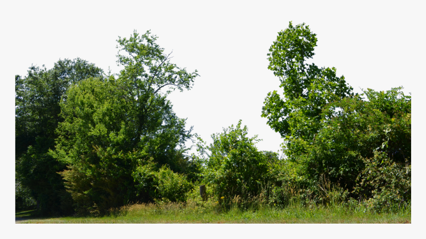 Detail Tree Bush Png Nomer 5