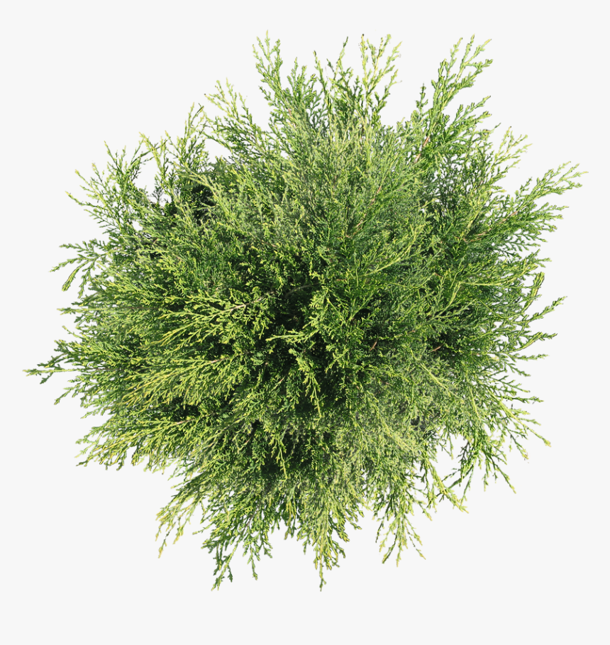 Detail Tree Bush Png Nomer 34